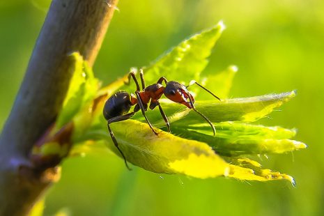 تفسير حلم رؤية النمل في المنام – رمز النمل فى الحلم بالتفاصيل