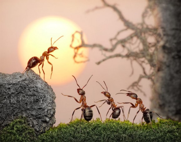 تفسير حلم رؤية النمل فى المنام