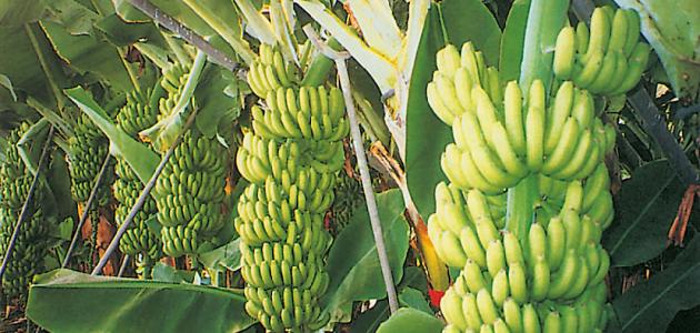 كيف تقوم بزراعة نبات الموز