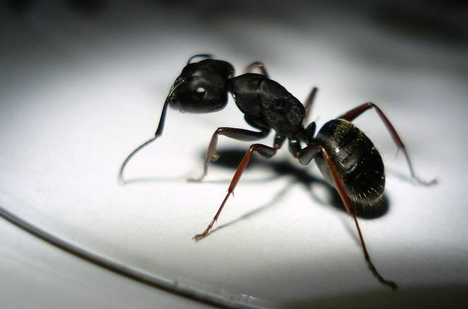 تفسير حلم رؤية النمل في المنام