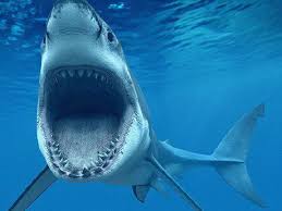كم عدد أسنان القرش