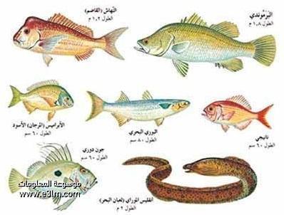 أنواع الأسماك وأسماؤها