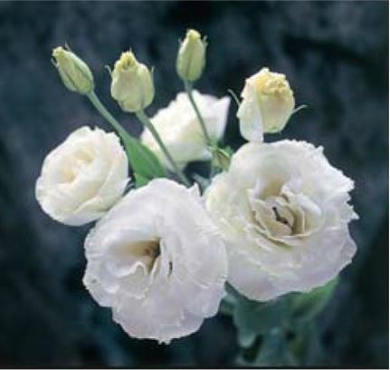 صور احلى زهور بيضاء