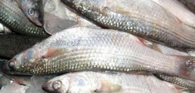 فوائد سمك البياض – ما هي اضرار سمك البياض