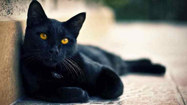 تفسير معني حلم القطة السوداء في الحلم لابن سيرين وابن شاهين