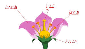 الكربلة هي الجزء الأنثوي في الزهرة